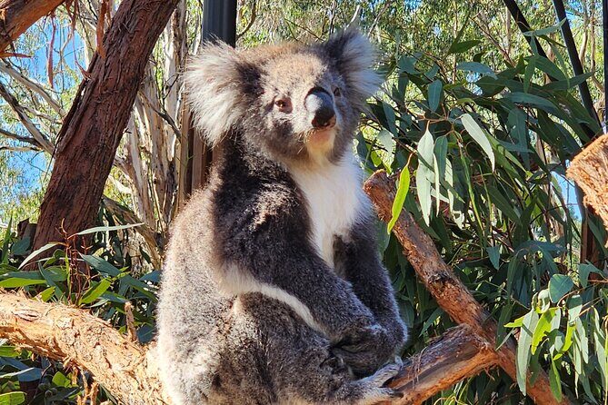 Premium Adelaide Hills Full Day Shore Tour Cruise Port Pick-up - Who Will Enjoy This Tour?