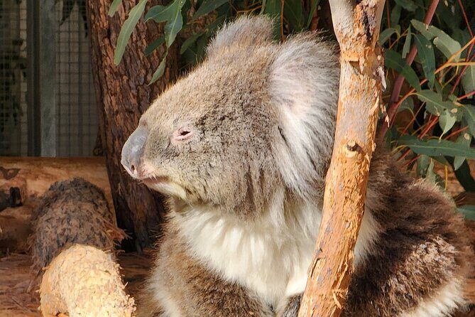 Premium Adelaide Hills Full Day Shore Tour Cruise Port Pick-up - The Sum Up: Is It Worth It?