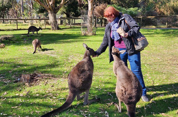 Premium Adelaide Hills Full Day Shore Tour Cruise Port Pick-up - FAQ