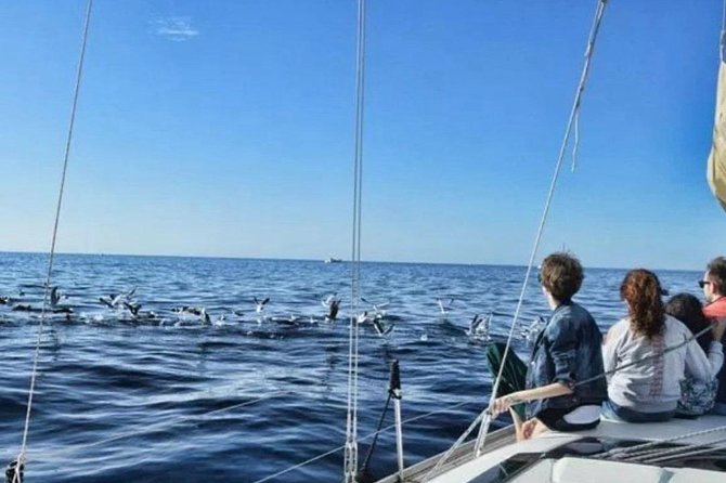 Premium All Inclusive Whale & Dolphin Watching Experience - Key Meeting and Pickup Details