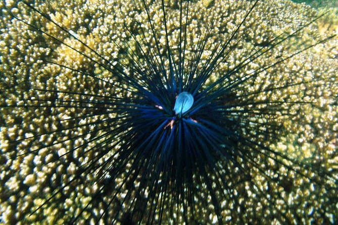 Premium Family Snorkeling Experience - A Practical Overview of the Tour