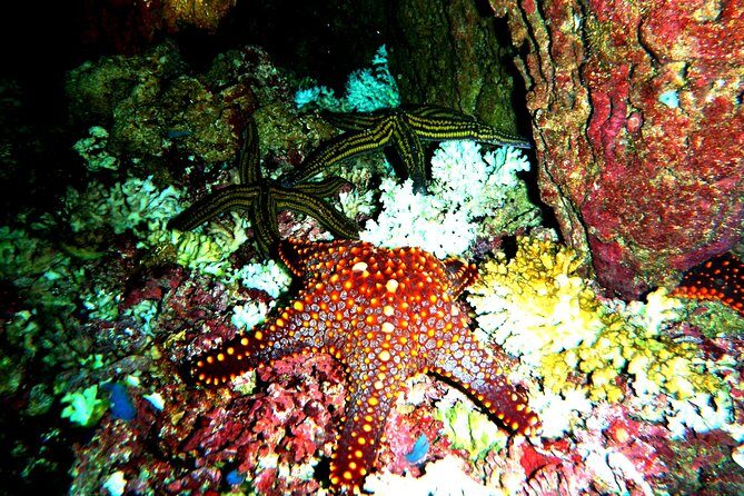 Premium Family Snorkeling Experience - Frequently Asked Questions