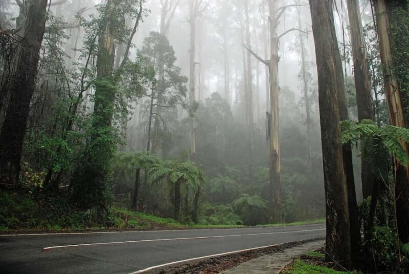 PREMIUM Great Ocean RD Tour REVRS-Dlux MINIBUS-Hotel PickUP - FAQs