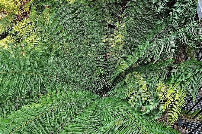 Premium Great Ocean Road Tour IN A Relaxed Way IN Premium Coach - The Sum Up