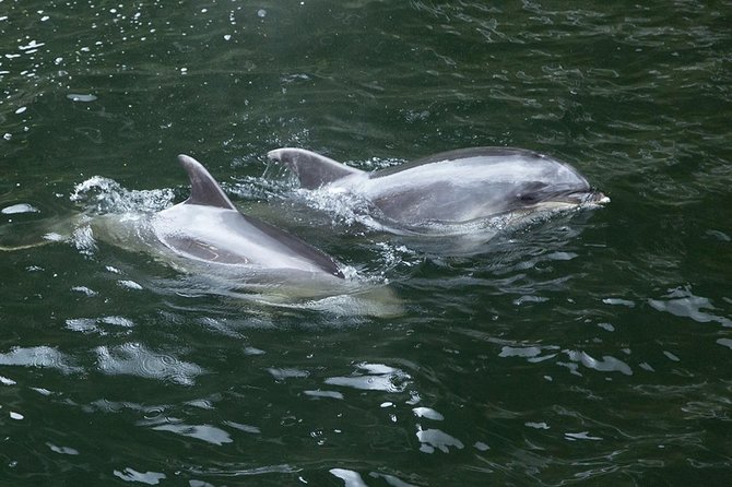 Premium Milford Sound Tour, Cruise and Lunch From Te Anau - Enjoying the Milford Sound Cruise