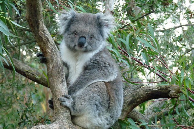 Premium Phillip Island Penguin Parade Tour With Koala Conservation Reserve - Booking Information and Options
