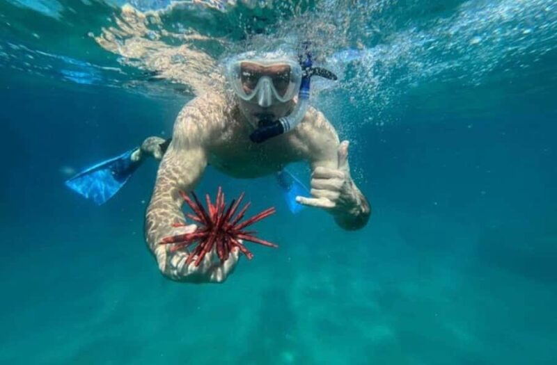 Premium Private Maui Snorkel Adventure with Turtles + Picnic - Key Points