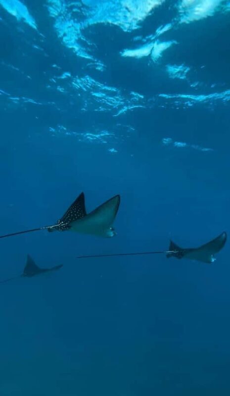 Premium Private Maui Snorkel Adventure with Turtles + Picnic - The Photography and Snacks