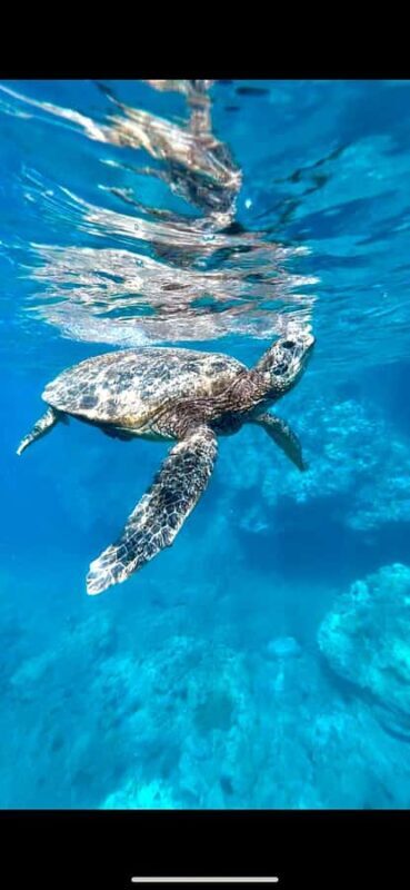 Premium Private Maui Snorkel Adventure with Turtles + Picnic - Who Would Love This Tour?