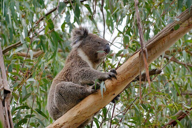 Premium Small Group Philip Island eco Tour - Who Will Love This Tour?