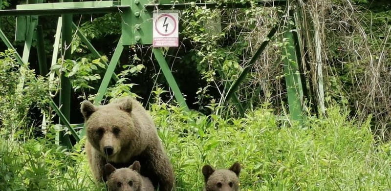 PREMIUM TOUR: Bears Safari on Transfagarasan Road - Exploring the Bears Safari on Transfagarasan Road: A Review