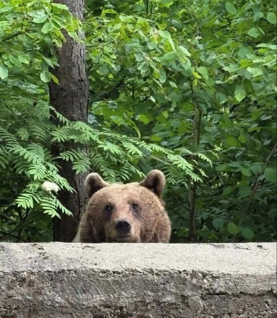 PREMIUM TOUR: Bears Safari on Transfagarasan Road - Key Points