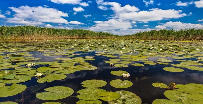 PREMIUM TOUR SMALL GROUP Bucharest: Day Trip to Danube Delta - The Itinerary in Detail