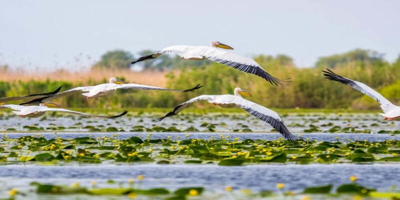 PREMIUM TOUR SMALL GROUP Bucharest: Day Trip to Danube Delta - How the Experience Feels