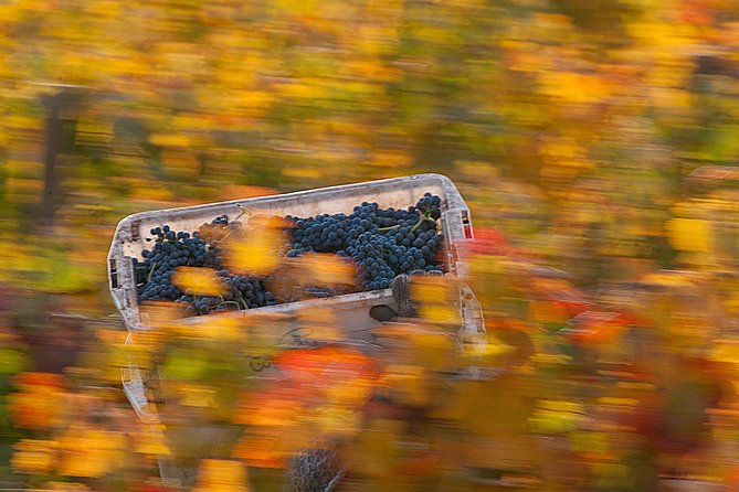 Premium Wine Tour in Viña Cousiño Macul - Customer Reviews and Ratings