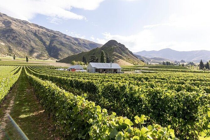 Premium Wine Tour Queenstown Tasting at 4 Wineries - Key Points  