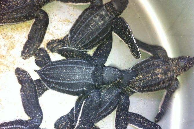 Preserving Baby Sea Turtles And Filling You With Energy In Bioluminescent Lights - What’s the Tour About?