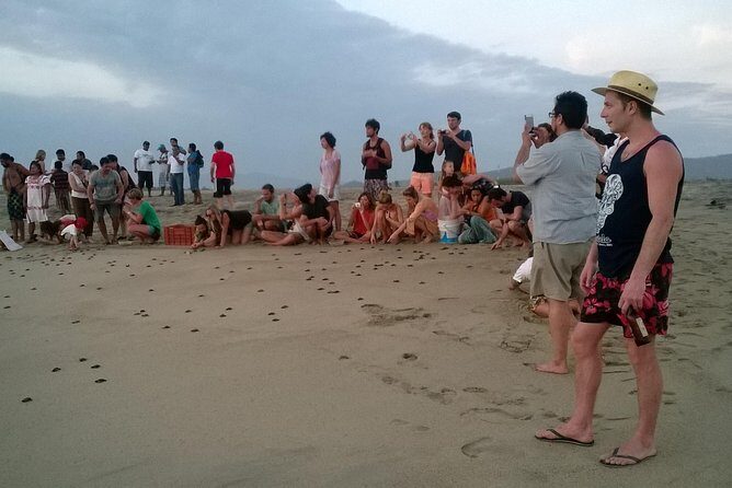 Preserving Baby Sea Turtles And Filling You With Energy In Bioluminescent Lights - What’s Included and What’s Not?