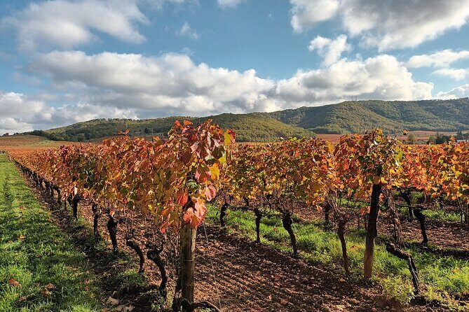 Prestige visit and tasting of 5 wines - Exploring the Clos Triguedina Experience