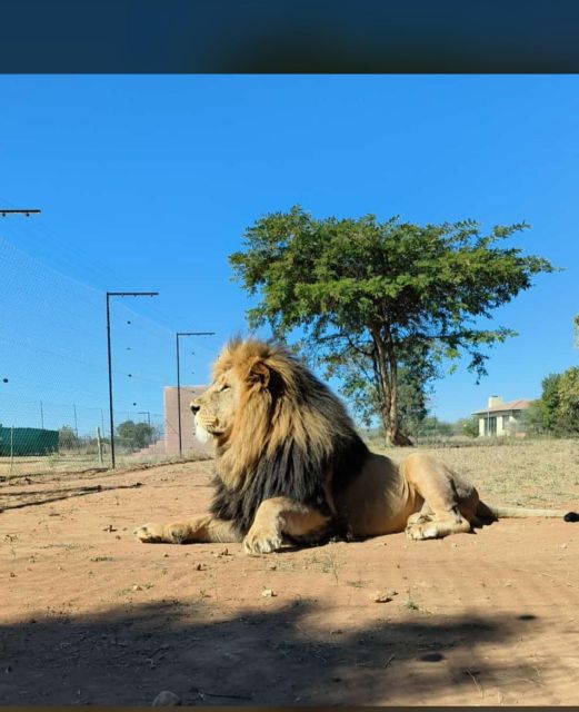 Pretoria: Lion and Cheetah Sanctuary Game Drive - Transportation and Inclusions