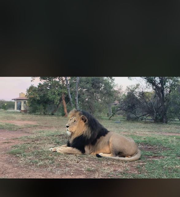 Pretoria: Lion and Cheetah Sanctuary Game Drive - Interacting With White Lions