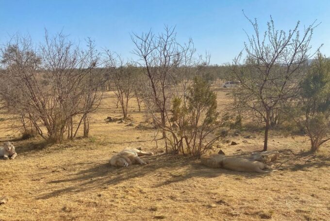 Pretoria: Pretoria City and Lion Park Tour - Guided Tour and Accessibility