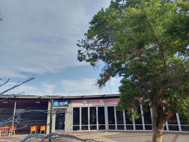 Pretoria/Sandton: Cradle of Humankind and Wonder Caves Tour - Cradle of Humankind Highlights