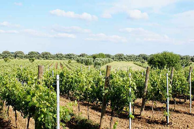 Primitivo and Negroamaro Wine Tour: a Visit to Two Wineries and Typical Lunch. From Lecce - Accessibility and Participation