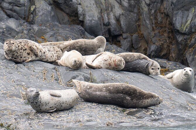 Prince William Sound 26 Glacier Cruise, Self-Drive - In The Sum Up