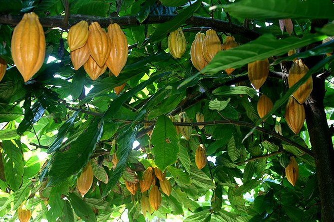Princeville Botanical Gardens Tour and Chocolate Tasting Ticket - Customer Feedback