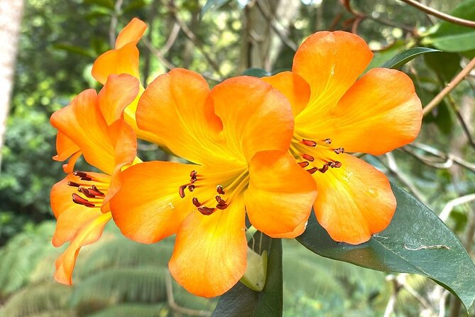 Princeville Botanical Gardens Tour and Chocolate Tasting Ticket - Visitor Testimonials
