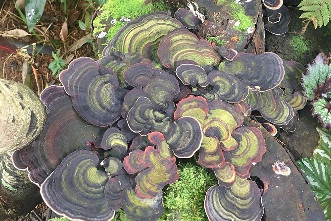 Princeville Botanical Gardens Tour and Chocolate Tasting Ticket - Booking Information