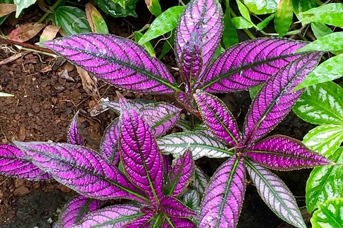 Princeville Botanical Gardens Tour and Chocolate Tasting Ticket - Frequently Asked Questions