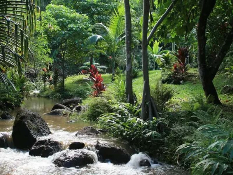 Princeville: Guided Botanical Gardens and Chocolate Tour - The Experience’s Highlights and Potential Drawbacks