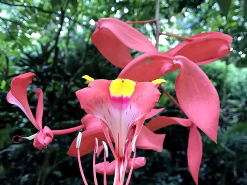 Princeville: Guided Botanical Gardens and Chocolate Tour - Final Considerations