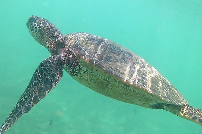 Princeville - Snorkeling Shore Excursion - Traveler Experiences and Feedback