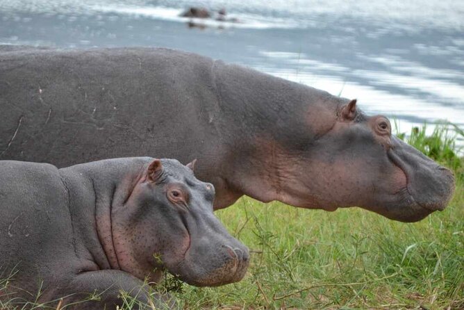 Private 1 Day Akagera Big Five Safari With Pick up and Lunch. - Accessibility Features