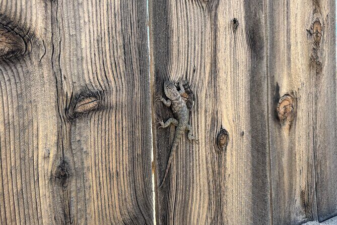 Private 1 Day Tour to Joshua Tree National Park - Exploring the Itinerary: What to Expect