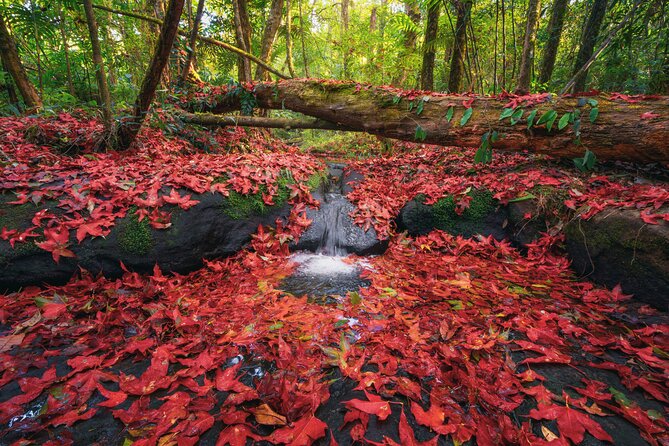 Private 1 Day Tour to Nikko: Onsen, UNESCO Shrines and Nature - Taking in the Rejuvenating Onsen Experience