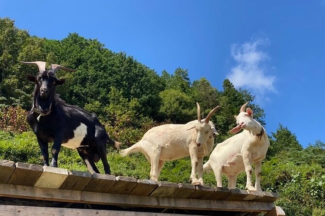 Private 2 Days Tour in Okayama - Booking Information