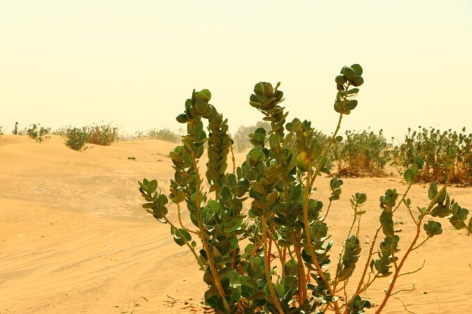 Private 2-Days Tour to Erg Chegaga With Guide From Zagora - Exploring Zagora