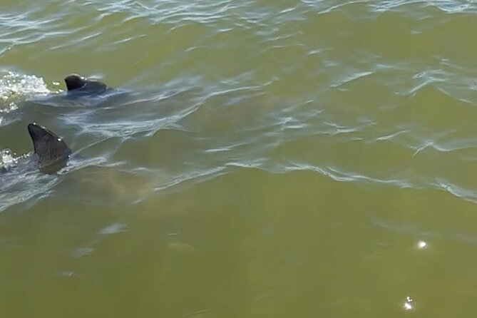 Private 2 Hour Dolphin & Eco Tour Review - Final Verdict On This Stay