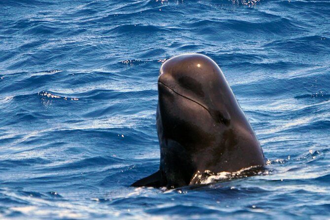Private 2 hour Whale Watching Tour - Setting Off from the Marina
