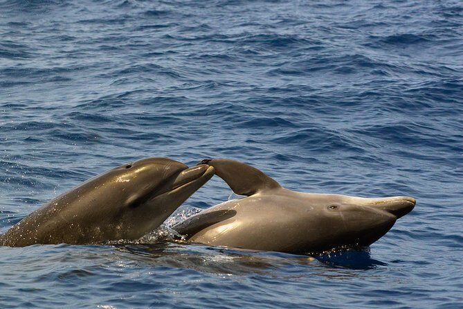 Private 2 hour Whale Watching Tour - Photography and Memories