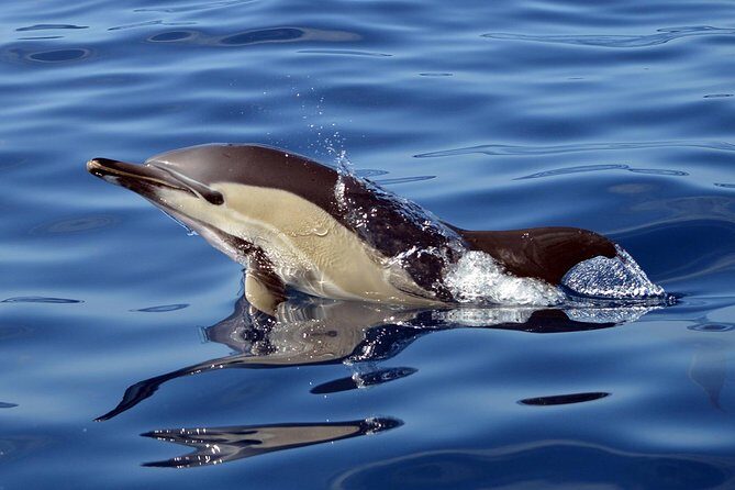 Private 2 hour Whale Watching Tour - Duration and Value