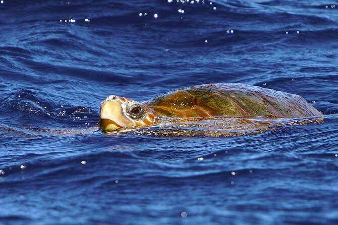 Private 2 hour Whale Watching Tour - Additional Considerations