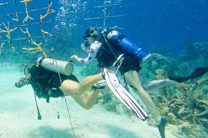 Private 2-Tank Dive with PADI Instructor for Certified Divers - Who Is This Tour Best For?