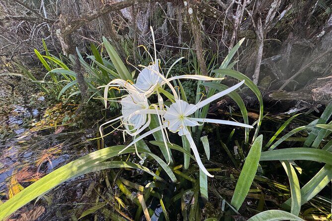 Private 2Hour Clear Kayak/ROC Paddle Board Rental on Silver River - Practical Tips for Your Paddling Adventure