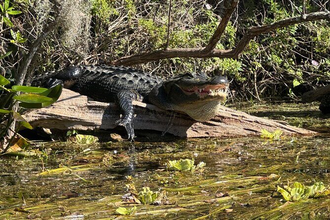 Private 2Hour Clear Kayak/ROC Paddle Board Rental on Silver River - Our Take: Who Should Consider This Experience?