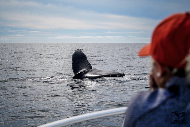 Private 2hr Supreme Whale/Dolphin Watching Tour, Newport Beach CA - Meet Your Captain